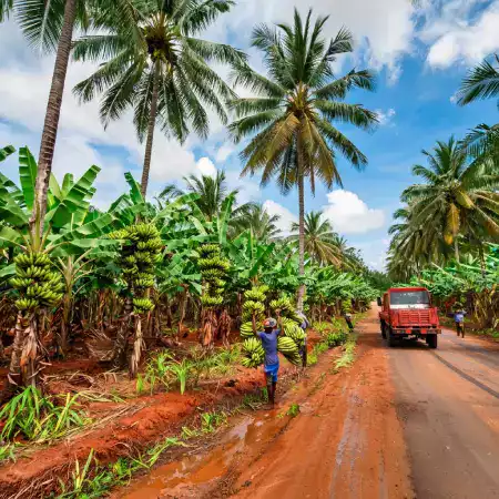 Deep borewell irrigation system with pipes distributing underground water to fruit tree rows across the farm estate