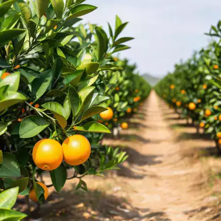 Farm workers carefully harvesting fresh ripe fruits from orchard trees during early morning hours in Maharashtra